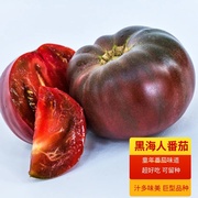 黑海人蔬菜黑传家宝番茄圣女果水果种子可留种苗蔬菜种孑菜籽菜苗