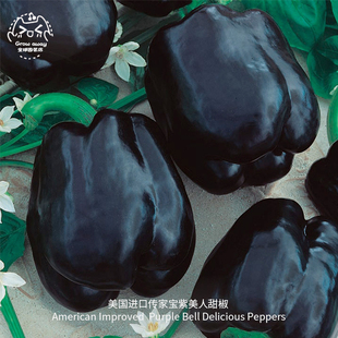 紫美人甜椒种子进口传家宝新鲜易种高产家庭阳台盆栽蔬菜水果椒