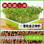 豌豆苗专用芽苗菜种子麻，豌豆大叶无须豌豆，尖四季室内阳台蔬菜种籽