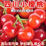 攀枝花米易黄草玛瑙红小樱桃3斤（重庆）