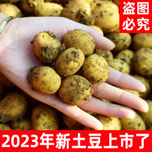 2024年新货农家自种老品种恩施黄心迷你新鲜小土豆洋芋马铃薯