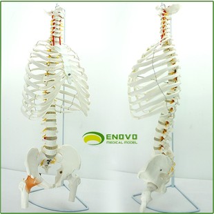 ENOVO颐诺医学人体脊柱模型腰椎骨盆整骨胸骨肋骨胸腔骨骼架