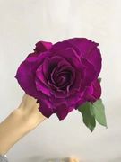 铃兰家玛米蓝超玫瑰花苗盆栽，阳台月季切花花卉，包对版浓香