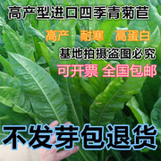 进口将军菊苣种子大叶菊苣多年生四季牧草种子猪牛羊鸡鸭鹅鱼草籽