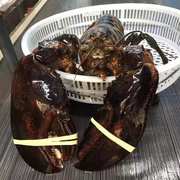 加拿大大波龙1-10斤大龙虾都有鲜活 海鲜水产