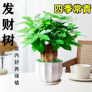 发财树盆栽易活植物室内客厅绿植小盆景四季常青办公室内盆栽花卉