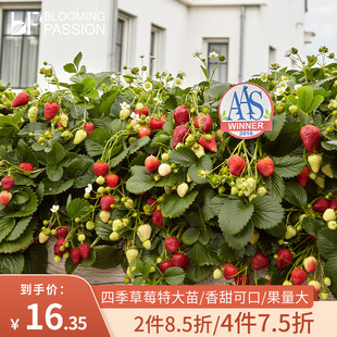 bp花卉草莓盆栽14cm四季特大苗果量大甜阳台，花园家庭亲子易种大苗
