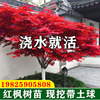庭院红枫树苗中国红四季种植室外耐寒日本红舞姬盆景盆栽绿植绿化