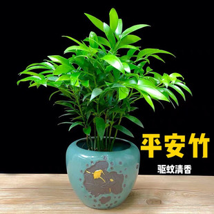 摆件竹柏盆栽树苗室内植物平安竹净化空气吸甲醛驱蚊虫花草四季青