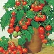 樱桃番茄种子圣女果小番茄盆栽西红柿蔬菜水果花种子四季易种活