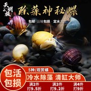 黄金紫纹紫衣蓝螺白玉螺活体神秘观赏螺水族箱鱼缸除藻宠物工具螺