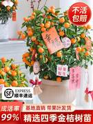 金桔树盆栽可食用带果脆皮四季橘子树苗办公室内外花卉绿植物好养