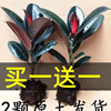 黑金刚橡皮树盆栽净室内绿色植物吸甲醛办公桌盆栽四季绿植防辐射