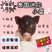 泰国宠物小香猪长不大纯种幼崽幼体小型活物迷你活体健康好养小猪