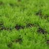 仿真草皮塑料盆景盆栽，微景观仿真青苔苔藓绿植，装饰假苔藓植物墙