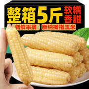 西双版纳拇指小玉米正宗云南新鲜玉米早餐即食真空甜糯玉米