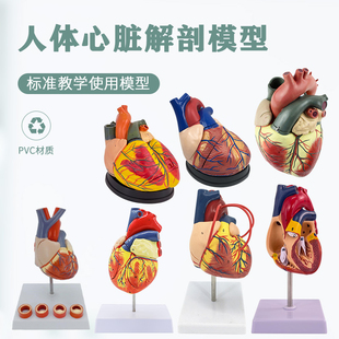 教学仿真11人体心脏模型b超彩超声医学心内科自然大心脏解剖模型