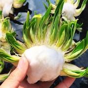 雕刻水仙漳州水仙花种球已雕刻好未泡水带花苞水培花卉盆栽。