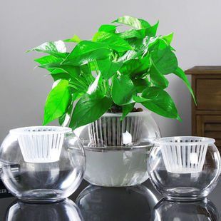 创意水培植物玻璃花瓶，透明水养绿萝花盆，容器插花瓶圆球形鱼缸器皿