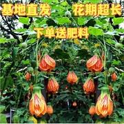 中国特色花像红灯笼的纹瓣扶桑，风铃扶桑，灯笼花，纹瓣悬铃花