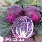 紫甘蓝菜种包菜，种籽菜种子籽，种苗孑紫包菜籽卷心菜大头包心菜