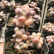 苹果奶酪 多肉植物 肉肉植物 萌肉肉组合盆栽室内阳台花卉 陌上花