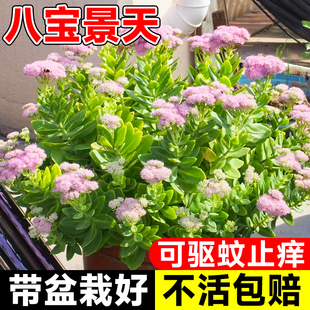 八宝景天盆栽花苗室内驱蚊植物四季好养活止痒可食用牛至香草绿植