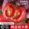 陕西普罗旺斯西红柿孕妇水果，新鲜自然熟可生吃当季采摘沙瓤番茄