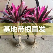 带根水培红紫竹鸿运当头客厅水养花卉盆栽花瓶植物大颗紫色富贵竹