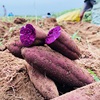 新鲜小紫薯地瓜农家自种紫心小紫番薯红薯五斤价产地香甜现挖
