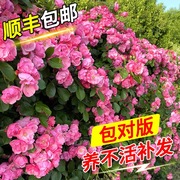 爬藤月季安吉拉藤本月季花苗盆栽蔷薇花苗四季开花庭院阳台花卉