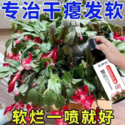 蟹爪兰专用免稀释营养液植物型叶面一喷绿催箭促花绿叶壮根营养液