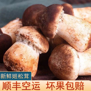 新鲜姬松茸500g食用菌巴西蘑菇食用菌火锅烧烤食材菌菇