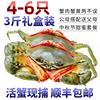 三门青蟹鲜活特大螃蟹肉蟹红膏蟹，3斤大青蟹礼盒红鲟海鲜水产海蟹