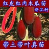 种红皮红肉木瓜树苗冠红木瓜台湾红肉大青木瓜苗当年结果