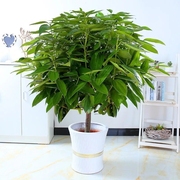平安树盆栽植物室内客厅绿植花卉幸福树盆栽配送净化空气吸甲醛