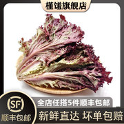 槿馐罗莎红500g 红叶生菜生吃紫叶生菜 新鲜蔬菜西餐沙拉食材