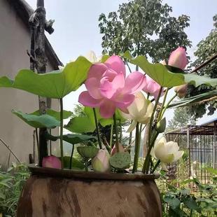 观赏荷花盆栽种根莲藕苗，水培池塘种藕根缸栽睡莲花卉水生植物好养