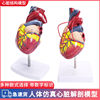 高端11人体心脏解剖模型b超彩超心脏模型拆卸医学自然大心脏教学