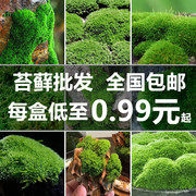 鲜活苔藓微景观植物盆景盆栽水陆缸假山草造景材料白发藓短绒青苔