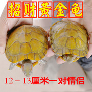 黄金龟(黄金龟)小乌龟活物，乌龟活体小宠龟，长寿龟宠物招财龟情侣龟巴西龟苗