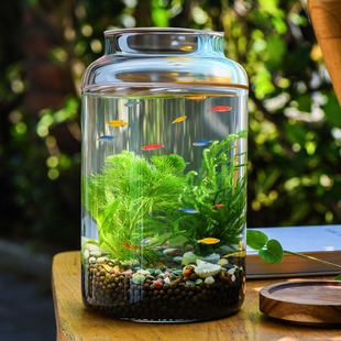 生态瓶水草小鱼缸玻璃办公桌面，微景观生日，情侣礼物diy作业免换水