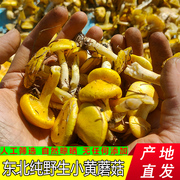 东北野生小黄蘑菇特级干货特产黄油松(黄油松)蘑菇煲汤菌类小鸡炖蘑菇500g