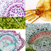 生物显微镜观察标本切片动物植物细胞细菌样本玻璃载玻片儿童实验10片25片50片100片装实验室用专业切片