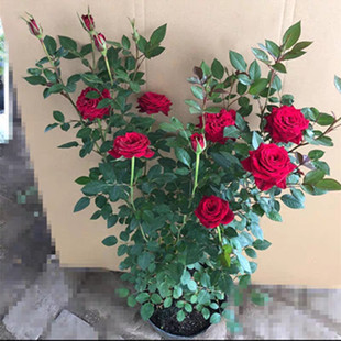 玫瑰月季花苗盆栽蔷薇藤本，四季开花好养花卉室内植物微型庭院地载