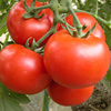毛粉802番茄种子菜籽春秋季易种室外菜园室内阳台种盆栽蔬菜种子