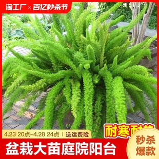 狐尾天门冬盆栽大苗庭院，阳台植物四季常青趣味，绿植九尾狐好养猫咪