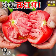 山东正宗普罗旺斯西红柿5斤新鲜生吃水果露天沙瓤番茄，自然熟整箱9