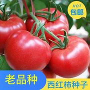老品种西红柿种子高产非转基因阳台盆栽果蔬庭院种植大番茄籽