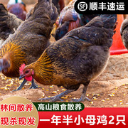 新鲜活鸡现杀土鸡整只农家散养童子鸡走地鸡老母鸡农村大公鸡